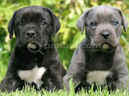 Cane corso en kalitelisi dev ırkının en iyisi