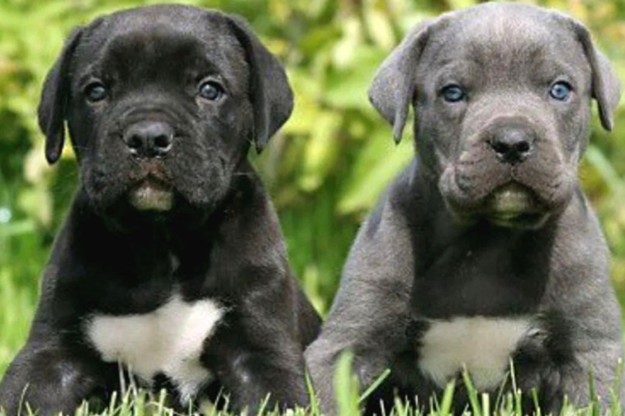 Cane Corso En Kalitelisi Dev ırkının En Iyisi