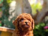 Toy Poodle Irkının En Güzeli Mükemmel Yavrular