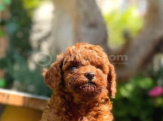 Toy Poodle Irkının En Güzeli Mükemmel Yavrular görsel