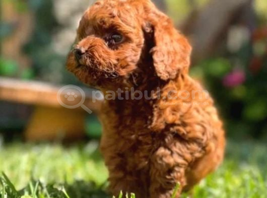 Toy Poodle Irkının En Güzeli Mükemmel Yavrular görsel