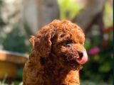 Toy poodle ırkının en güzeli mükemmel yavrular