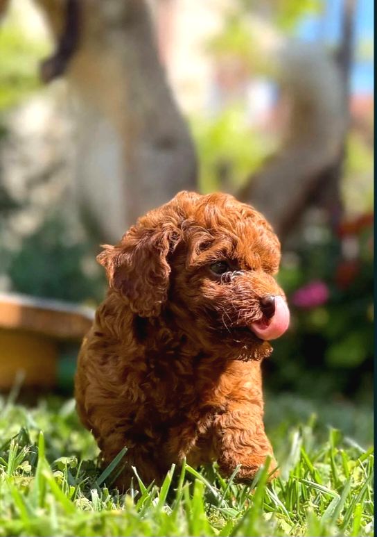Toy Poodle ırkının En Güzeli Mükemmel Yavrular