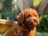 Toy Poodle Irkının En Güzeli Mükemmel Yavrular
