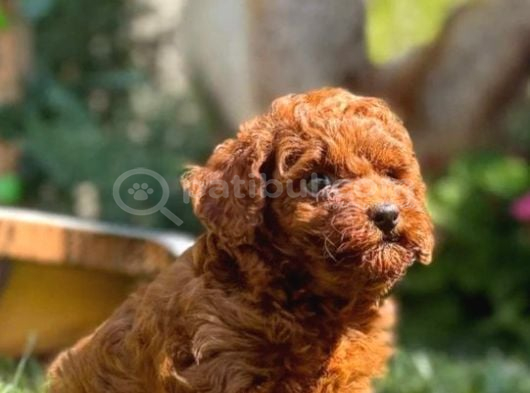 Toy Poodle Irkının En Güzeli Mükemmel Yavrular görsel