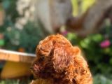 Toy Poodle Irkının En Güzeli Mükemmel Yavrular