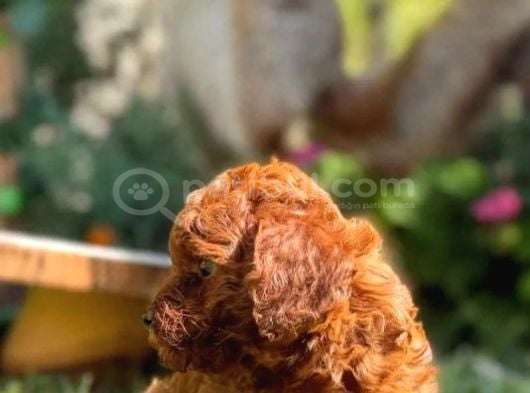 Toy Poodle Irkının En Güzeli Mükemmel Yavrular görsel