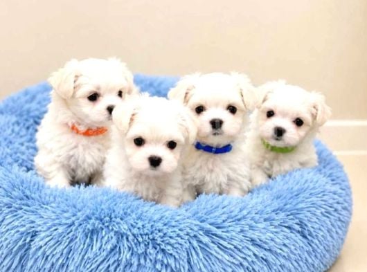 Maltese terrier yavru aşıları tam harika yavrular