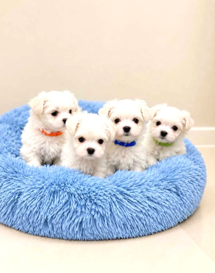 Maltese Terrier Yavru Aşıları Tam Harika Yavrular