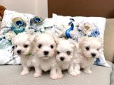 Maltese Terrier Yavru Aşıları Tam Harika Yavrular