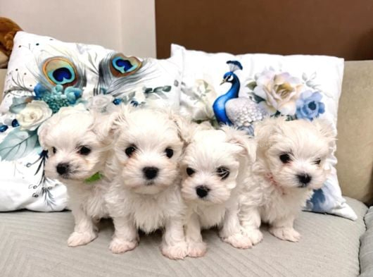 Maltese Terrier Yavru Aşıları Tam Harika Yavrular görsel