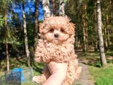 Maltipoo yavrularımız en özeli