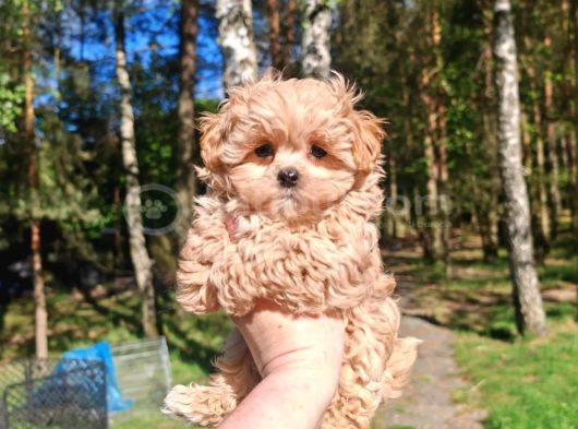 Maltipoo yavrularımız en özeli