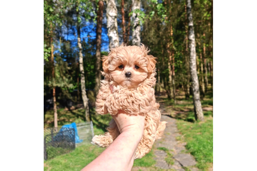 Maltipoo Yavrularımız En özeli