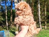 Maltipoo Yavrularımız En Özeli
