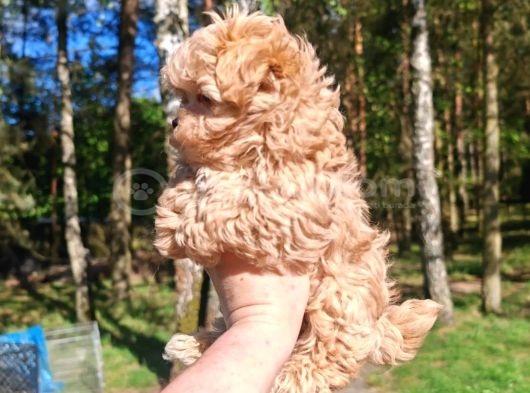 Maltipoo Yavrularımız En Özeli görsel