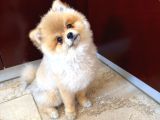 Pomerian boo