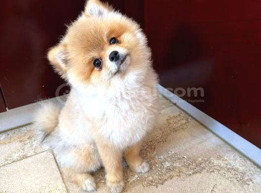 Pomerian boo