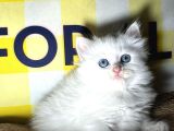 CAM GİBİ GÖZLER BULUT GİBİ TÜYLER ÖZEL OLMAK İSTEYENLER İÇİN