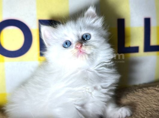 Cam Gi̇bi̇ Gözler Bulut Gi̇bi̇ Tüyler Özel Olmak İsteyenler İçi̇n görsel