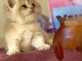 Eşsi̇z Pudra Renk Blue Golden Ay12 Bri̇ti̇sh Yavrum