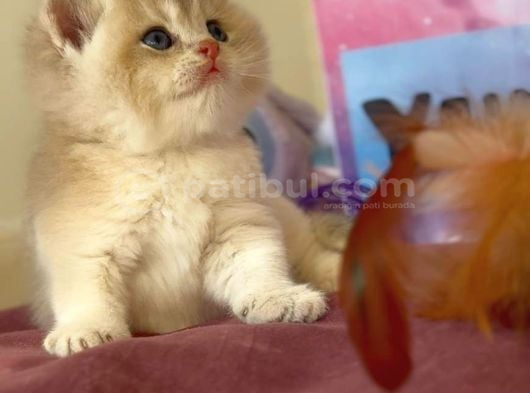 Eşsi̇z Pudra Renk Blue Golden Ay12 Bri̇ti̇sh Yavrum görsel