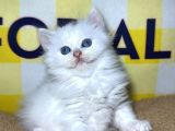 Cam Gi̇bi̇ Gözler Bulut Gi̇bi̇ Tüyler Özel Olmak İsteyenler İçi̇n