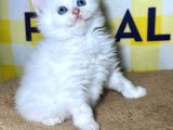 Cam Gi̇bi̇ Gözler Bulut Gi̇bi̇ Tüyler Özel Olmak İsteyenler İçi̇n