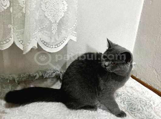 Acill Dişi 15 Aylık Çipli Aşıları Yapılmış görsel