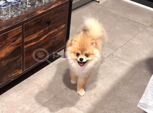 Pomerian Boo görsel