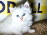 Cam Gi̇bi̇ Gözler Bulut Gi̇bi̇ Tüyler Özel Olmak İsteyenler İçi̇n