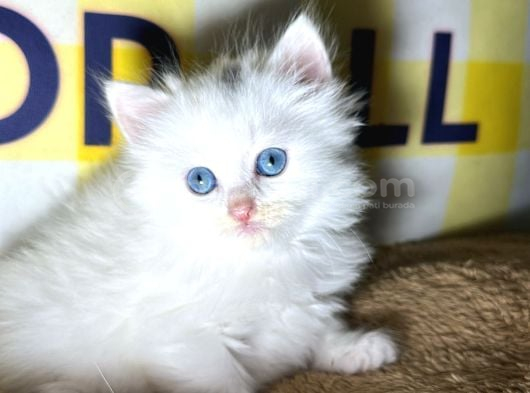 Cam Gi̇bi̇ Gözler Bulut Gi̇bi̇ Tüyler Özel Olmak İsteyenler İçi̇n görsel