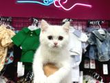 Oldeyes british shorthair yavrumuz