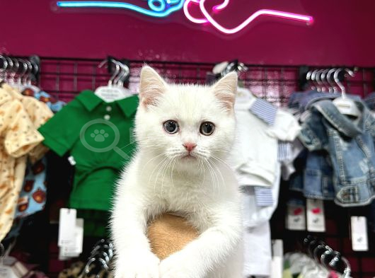 Oldeyes British Shorthair Yavrumuz
