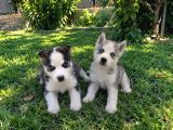 A Kalite Sibirya Husky Bebekler