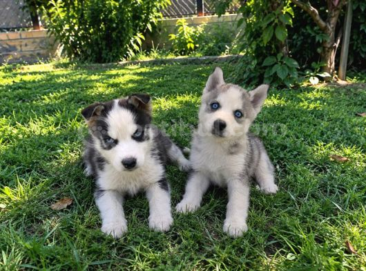 A Kalite Sibirya Husky Bebekler görsel