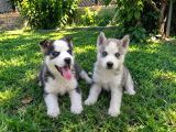 A Kalite Sibirya Husky Bebekler