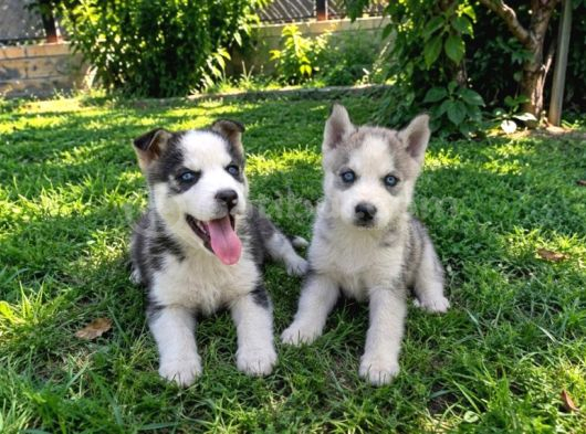 A kalite sibirya Husky Bebekler