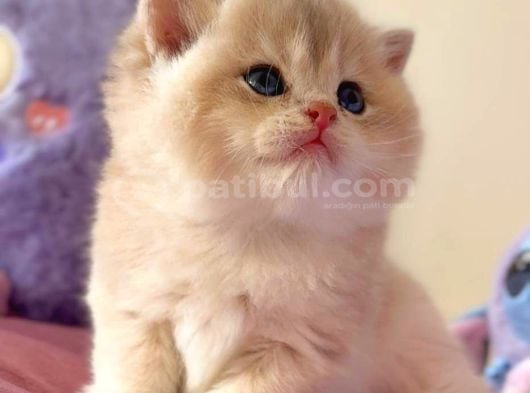 EŞSİZ PUDRA RENK BLUE GOLDEN AY12 BRİTİSH YAVRUM