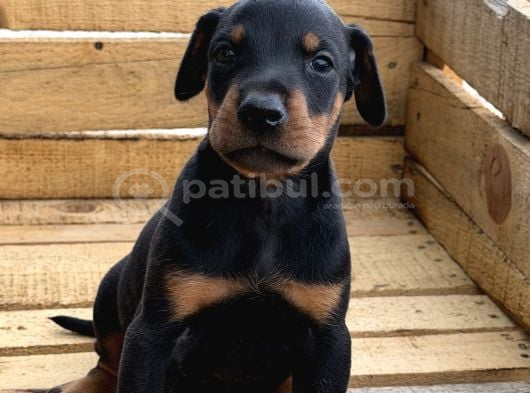 Atleti̇k Yapida Doberman Yavrulari görsel