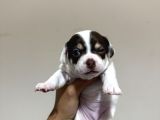 Teacup Son 2 Şivava