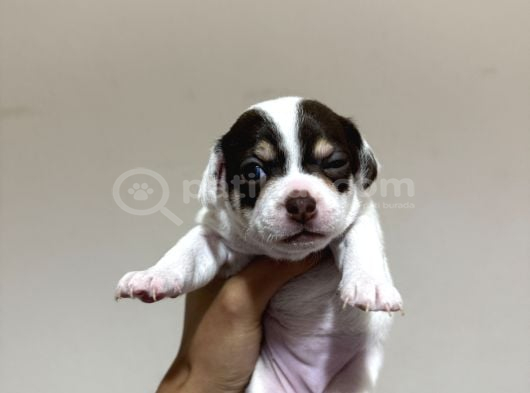Teacup Son 2 Şivava görsel