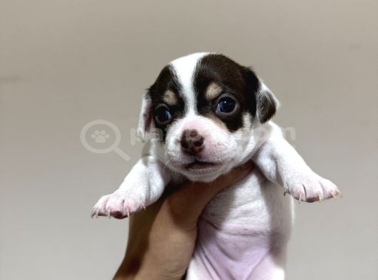 Teacup Son 2 Şivava görsel