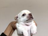 Teacup Son 2 Şivava