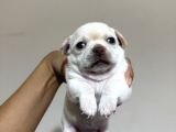 Teacup Son 2 Şivava