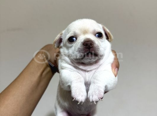 Teacup Son 2 Şivava görsel
