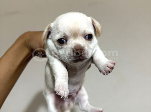 Teacup Son 2 şivava