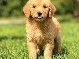 Üst Kali̇te Doodle Bebekleri̇mi̇z Bi̇r Çok Seçenek