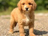 Üst Kali̇te Doodle Bebekleri̇mi̇z Bi̇r Çok Seçenek
