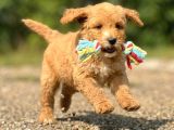 ÜST KALİTE DOODLE BEBEKLERİMİZ BİR ÇOK SEÇENEK